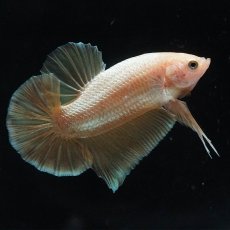 画像6: HMPK　ゴールド (6)