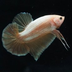 画像1: HMPK　ゴールド (1)