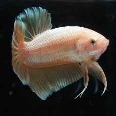 画像4: HMPK　ゴールド (4)