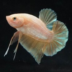 画像2: HMPK　ゴールド (2)