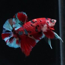 画像2: HMPK　キャンディ (2)