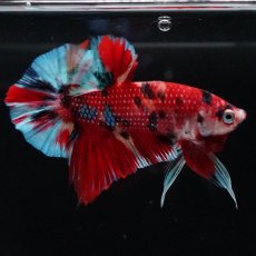 画像4: HMPK　キャンディ (4)