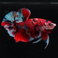 画像6: HMPK　キャンディ (6)