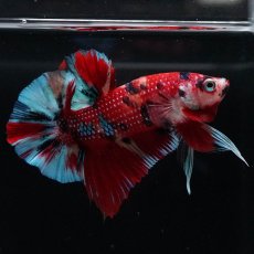 画像7: HMPK　キャンディ (7)