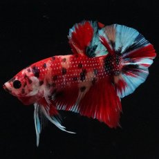 画像5: HMPK　キャンディ (5)