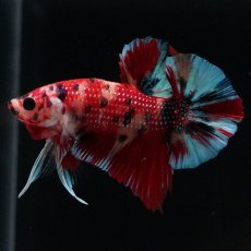 画像1: HMPK　キャンディ (1)