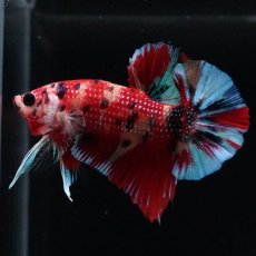 画像3: HMPK　キャンディ (3)