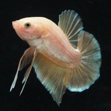 画像5: HMPK　ゴールド (5)