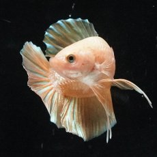 画像3: HMPK　ゴールド (3)