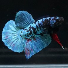 画像4: HMPK　ブラックスター (4)