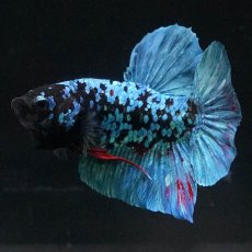 画像8: HMPK　ブラックスター (8)