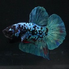 画像5: HMPK　ブラックスター (5)