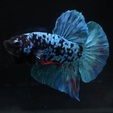 画像2: HMPK　ブラックスター (2)