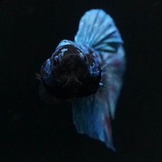 画像6: HMPK　ブラックスター (6)