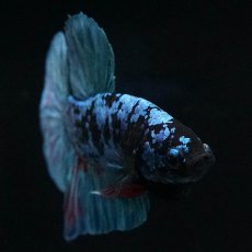 画像3: HMPK　ブラックスター (3)