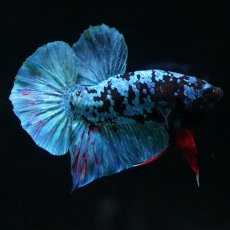 画像7: HMPK　ブラックスター (7)