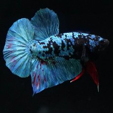 画像1: HMPK　ブラックスター (1)