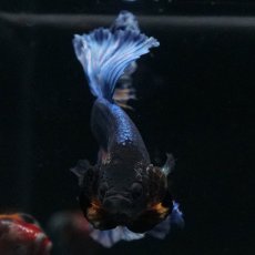 画像11: HM　マスタードガス　ローズテール (11)