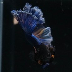 画像9: HM　マスタードガス　ローズテール (9)