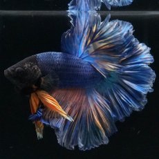 画像7: HM　マスタードガス　ローズテール (7)