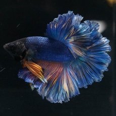 画像5: HM　マスタードガス　ローズテール (5)