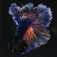 画像3: HM　マスタードガス　ローズテール (3)