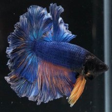 画像4: HM　マスタードガス　ローズテール (4)