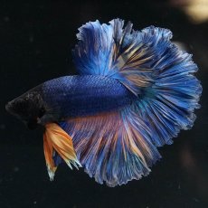 画像2: HM　マスタードガス　ローズテール (2)