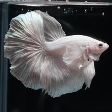 画像4: HMダンボ　ホワイト (4)