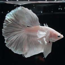 画像6: HMダンボ　ホワイト (6)