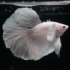 画像2: HMダンボ　ホワイト (2)