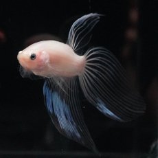 画像12: VT　クリア (12)