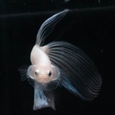 画像11: VT　クリア (11)