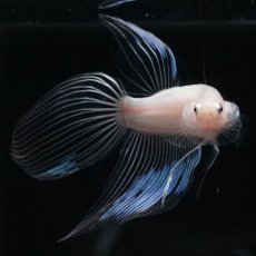 画像2: VT　クリア (2)