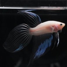 画像10: VT　クリア (10)