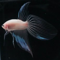 画像5: VT　クリア (5)