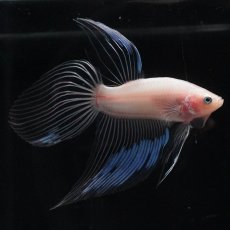 画像9: VT　クリア (9)