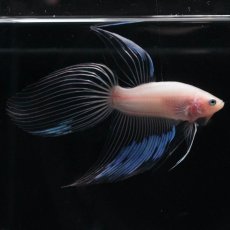 画像4: VT　クリア (4)