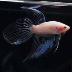 画像7: VT　クリア (7)