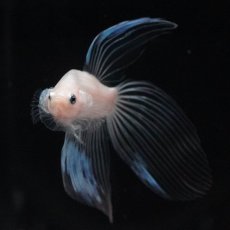 画像3: VT　クリア (3)