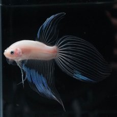 画像1: VT　クリア (1)