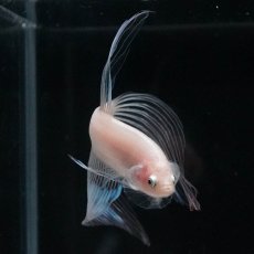 画像6: VT　クリア (6)