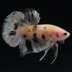 画像1: HMPK　イエローカッパー (1)