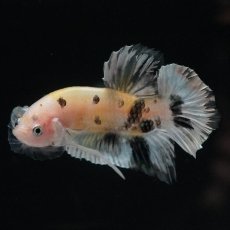 画像6: HMPK　イエローカッパー (6)