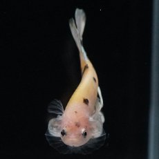 画像9: HMPK　イエローカッパー (9)