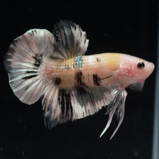 画像8: HMPK　イエローカッパー (8)