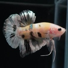 画像7: HMPK　イエローカッパー (7)