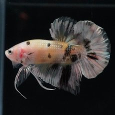 画像2: HMPK　イエローカッパー (2)