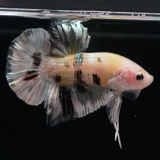 画像5: HMPK　イエローカッパー (5)