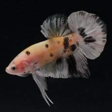 画像4: HMPK　イエローカッパー (4)